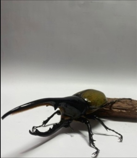 Asuna様取引中⑰ヘラクレスオオカブト新成虫ペア品　遠方取引可能