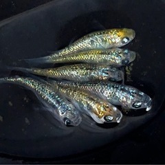 メダカ　めだか　夜桜　20匹
の画像