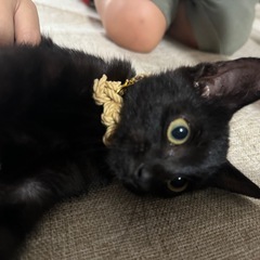 美少女✳︎生後3ヶ月なりたて　黒猫ちゃん　