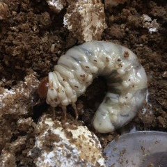オオクワガタ 幼虫⑤ 3本セット 菌糸ビン投入済 能勢YG 親♂84.5mm 親♀50mmの画像