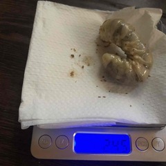 オオクワガタ 幼虫⑤ 3本セット 菌糸ビン投入済 能勢YG 親♂84.5mm 親♀50mmの画像