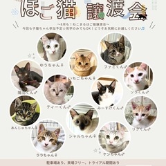 🐱ニコニコ保護猫譲渡会🐱の画像