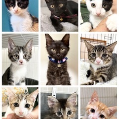🐱ニコニコ保護猫譲渡会🐱 - 熊本市