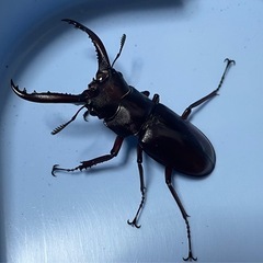 取引完了：フォルスターフタマタクワガタ（ニシ）オス単品★フォルス...