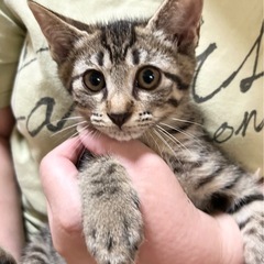 🐱ニコニコ保護猫譲渡会🐱 - イベント