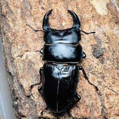 超大型 オオクワガタ　3頭 ♂1♀2　国産オオクワ　激安 レア 能勢産の画像
