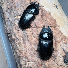 超大型 オオクワガタ　3頭 ♂1♀2　国産オオクワ　激安 レア 能勢産の画像