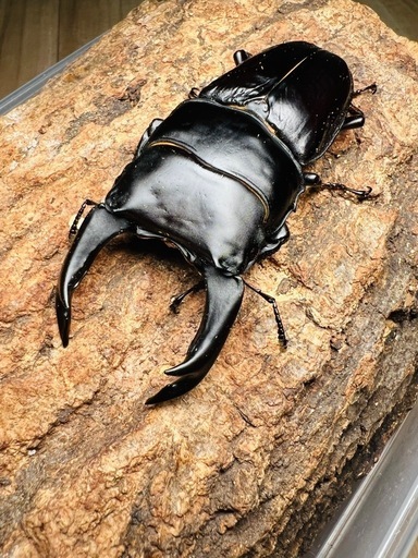 超大型 オオクワガタ　3頭 ♂1♀2　国産オオクワ　激安 レア 能勢産