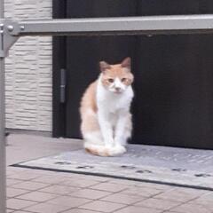 人馴れした猫ちゃんの保護をお願いします！
