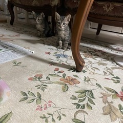※緊急です※ キジ猫 サバトラのオス3匹 メス2匹です❣️