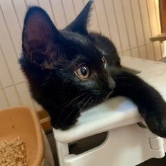 艶々の真っ黒こねこ【おはぎ】