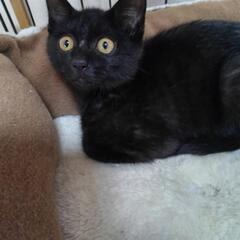 ひとりで現れた黒子猫ちゃんです