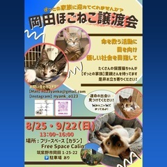 可愛い猫ちゃんいっぱい【岡田ほごねこ譲渡会】