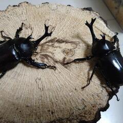 天然クワガタ、カブトムシ