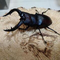 天然クワガタ、カブトムシの画像