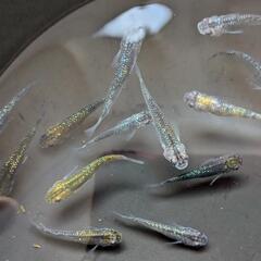 ストップしてます。写真のラメメダカ13匹成魚