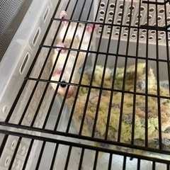 フクロモモンガリューシベビー