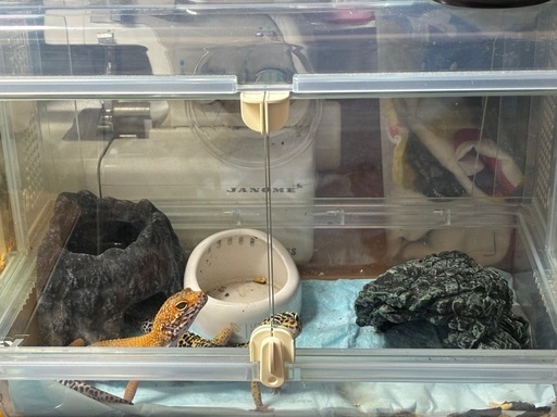 レオパ　ケージ