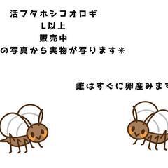 【最終値下げ】活フタホシコオロギ　Lサイズ以上　20匹　
