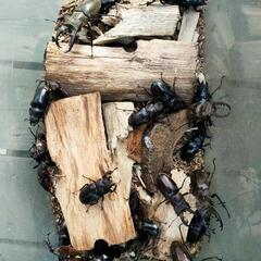 クワガタ大量