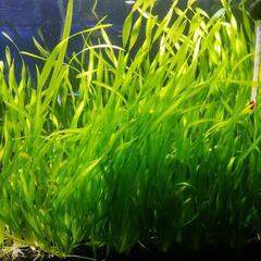 水草　スクリューバリスネリア　