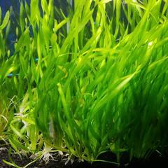 水草　スクリューバリスネリア　の画像