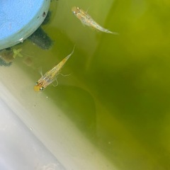 夜桜ゴールドメダカ3匹の画像