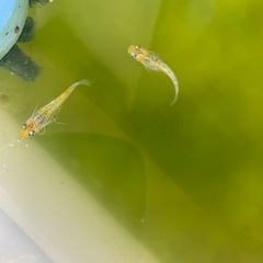 夜桜ゴールドメダカ3匹