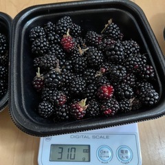 ラズベリー　約1キロの画像