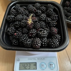 ラズベリー　約1キロの画像