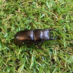 オオクワガタの画像