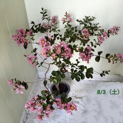 【💖Thankyou💖】サルスベリ95cm🌿植物