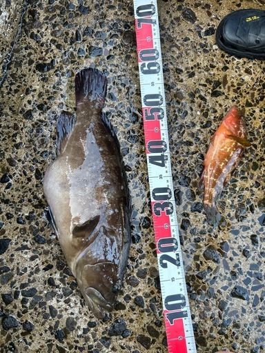 天然クエ、アラ