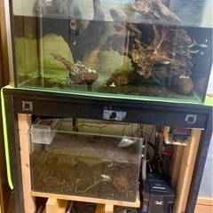 熱帯魚 