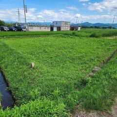 弘前市堀越の農地