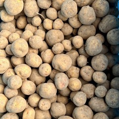 小粒のジャガイモ