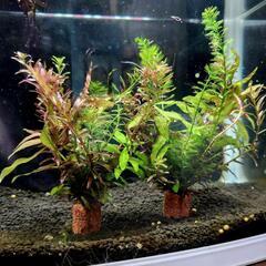 水草 寄せ植 おもり付き