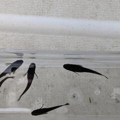 ブラックダイヤＲＬＦ（今年産まれ　8/３産卵中）商談中の画像