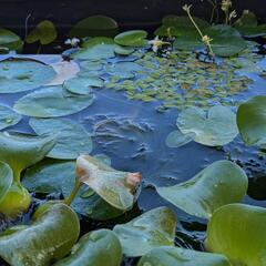 ブラックダイヤＲＬＦ（今年産まれ　8/３産卵中）商談中の画像