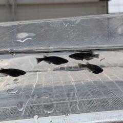 ブラックダイヤＲＬＦ（今年産まれ　8/３産卵中）商談中の画像