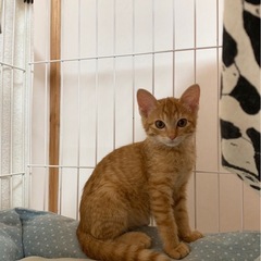 😺保護ねこ😺譲渡会のお知らせ❣️ - 熊本市