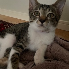 😺保護ねこ😺譲渡会のお知らせ❣️ - その他
