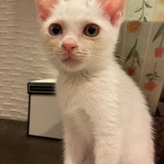 😺保護ねこ😺譲渡会のお知らせ❣️ − 熊本県