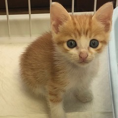 😺保護ねこ😺譲渡会のお知らせ❣️ - イベント