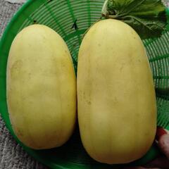 じいじさん有機野菜の画像