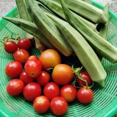 じいじさん有機野菜の画像