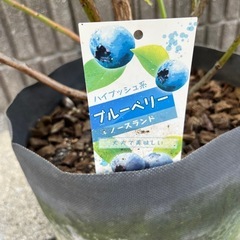 ブルーベリー・2種類（ノースランドとチャンドラー）を無料でお譲りします