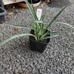 ユッカ　ポトシナの画像