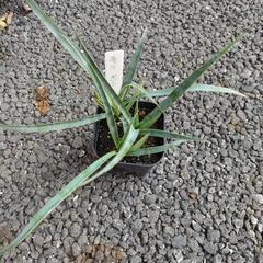 ユッカ　ポトシナの画像