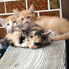 【決定しました】３ヶ月の子猫